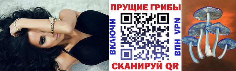 Псилоцибиновые грибы Cubensis  Туринск 